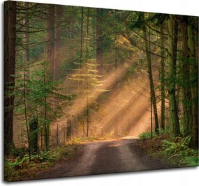 Vászonkép Ösvény az erdőben Fák Természet 100x80 cm