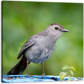 Vászonkép Állatok Ülő madár 60x60 cm