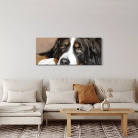 Kutya képe (120x50 cm)