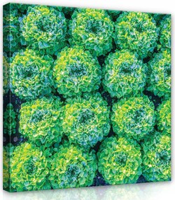 Vászonkép 80x80 Saláta zöld friss természet közelkép mező kert egészség minta