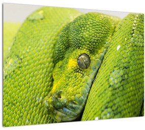 Kígyó képe (üvegen) (70x50 cm)