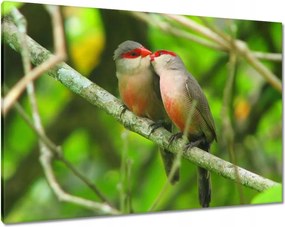 Vászonkép 100x70 Madarak