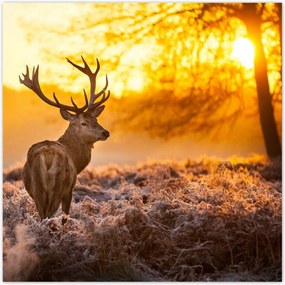 Poszterek 70x70 Szarvas napfelkeltekor