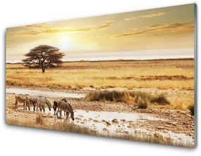Üvegkép Zebra Safari Landscape 100x50 cm