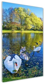 Üvegkép Swans a tó osv-204130724