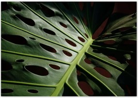 Poszterek 100x70 Mosnter levelek lyukas