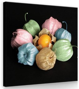 Színes lampionvirág, vászonkép 80x80 cm méretben