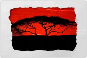 Poszterek 90x60 Akác Afrikában