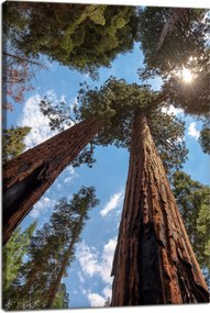 Vászonkép Magas fák Ég Természet Nap 40x60 cm
