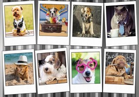 Fotótapéta Kutyák Kollázs Vicces portrék Antropomorfizmus Humor 254x184 +ragasztó