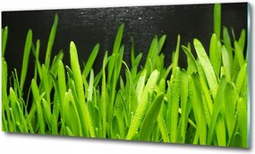 Fotó kép fotó edzett üveg Fű 125x50