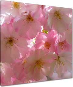 Vászonkép 60x60 Finom virágok