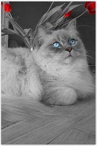 Poszterek 60x90 Ragdoll macska