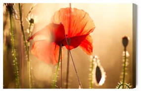 Poppies In The Sun vászonkép - 70x50cm
