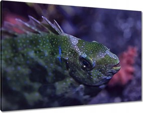 Vászonkép 100x70 Tengeri vízi ökoszisztéma