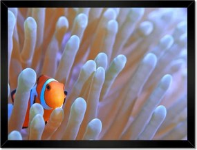 Poszterek keretben 40x30 Csodálatos tengeri világ