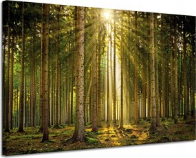 Vászonkép Erdő Fák Nap Természet Tavasz 120x80 cm