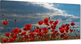 Vászonkép 115x55 Pipacs Virágok