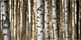 Üvegpanel konyhába Nyírfa 100x50 cm Ragasztó