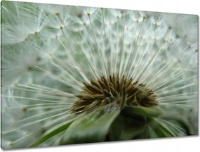 Vászonkép 120x80 Pitypang Virág Virágok