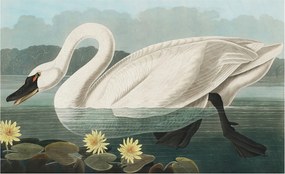 Divatos 3D Fali Tapéta Hattyú és nenufary 416x254 Ragasztóval