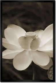 Poszterek keretben 40x60 Lótusz lótuszvirág