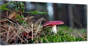 Vászonkép 120x60 Gomba Vörös légykapó