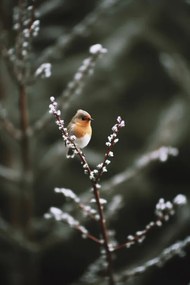 Fotográfia Cute Robin, Treechild