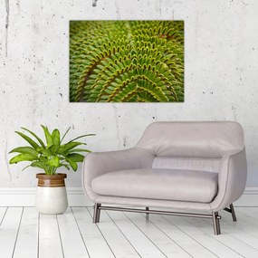 Üveg kép - Fern (70x50 cm)