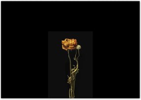 Poszterek 100x70 Szárított piros pipacs