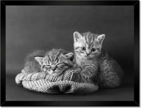 Poszterek keretben 40x30 Cicák Bw