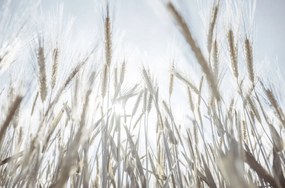 Poszter 86,4x56,8cm Napsugarak az ĂĄrpĂĄn keresztĂŒl, Assaf Frank