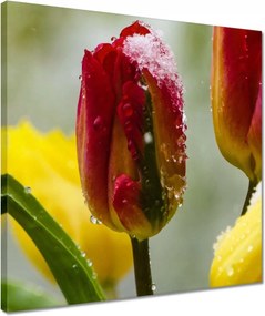 Vászonkép 40x40 Tulipánok Virágok