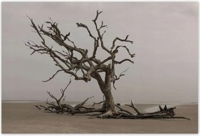 Poszterek 155x105 Fa Fák Kilátás