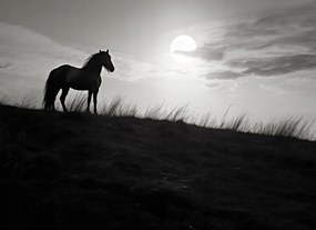 Poszter 55x40cm Holdőrség