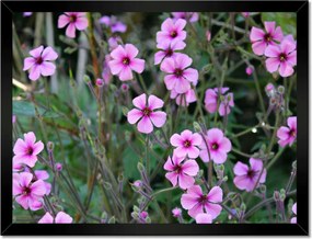 Poszterek keretben 40x30 Lila virágok