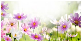 Akrilkép Virágok a réten oah-49015861