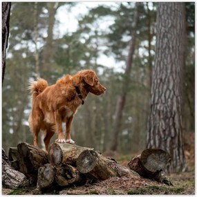 Poszterek 100x100 Kutya Kutyák