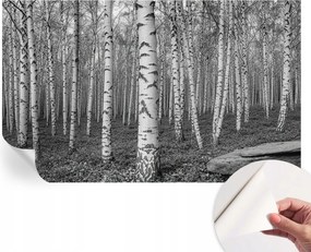 Fotótapéta Fali tapéta Hálószobába és Nappaliba Nyírerdő 416x254 cm