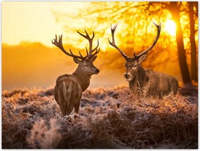 Poszterek 40x30 Szarvasok a réten
