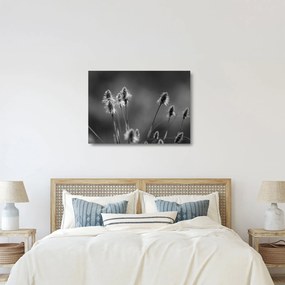 Üveg kép - Bézs színű puha fű N⁰2 (70x50 cm)