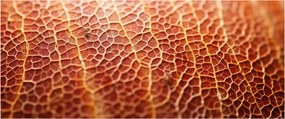 Kép - Textúra részlet (120x50 cm)