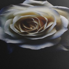Fehér rózsa képe (70x50 cm)