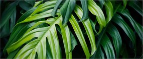 Kép - trópusi levelek (120x50 cm)