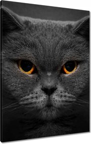 Vászonkép 60x80 Méltóságteljes macska