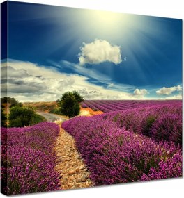 Vászonkép 40x40 Levendulamező