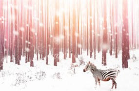 Kép - Zebra egy havas erdőben (90x60 cm)