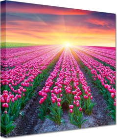 Vászonkép 20x20 Tulipánok tengere Virágok