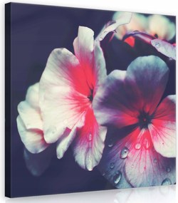 Vászonkép 40x40 Virágok szirmok harmat makro finomság természet nyugalom harmónia