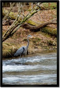 Poszterek keretben 40x60 Kalapos madár Tájkép Kilátás